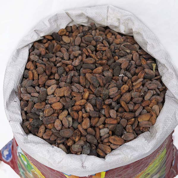 Bulto Mayorista de Cacao en Grano (50 kg)